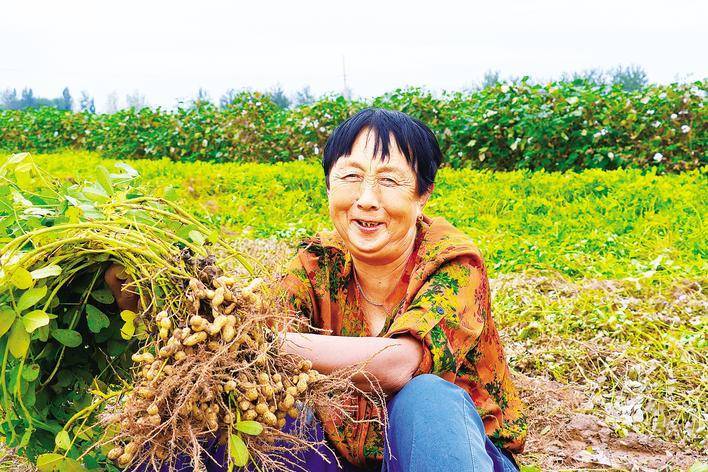 东光：小花生结出“金果子”