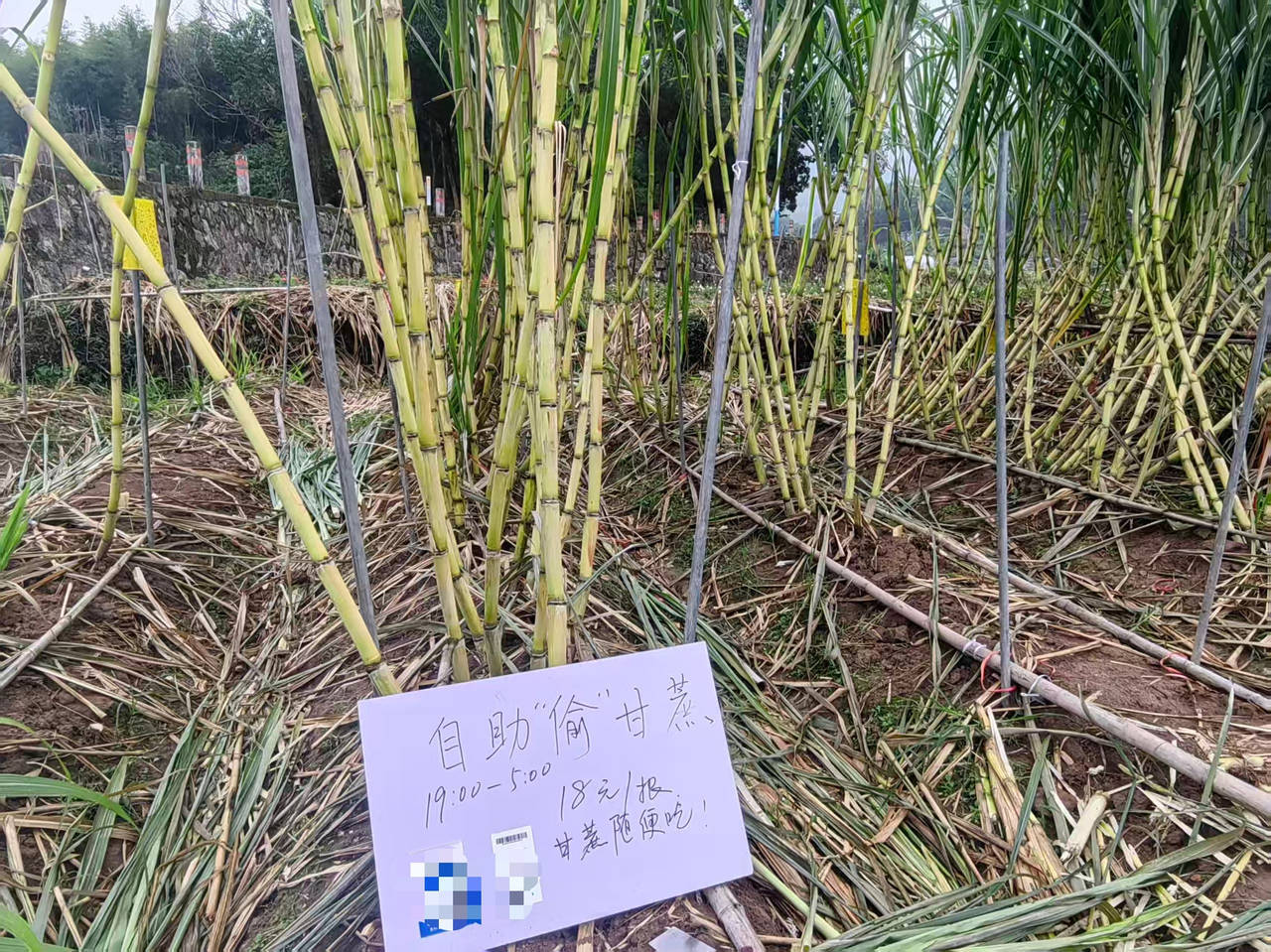 “偷”的是氛围“找”的是童年，浙江一甘蔗地允许“自助偷甘蔗”